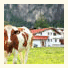 Apartment Tirol: fotografie