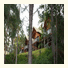 Paradise Palms Resort