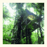 Daintree Eco Lodge & Spa