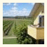 Tranquil Vale Vineyard