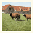 B&B Het Bintjeshof