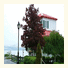 Au Bord du Fleuve / Near the River: fotografie