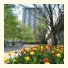 89 Chestnut, University of Toronto: fotografie