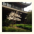 Sam's Guesthouse: fotografie