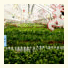 Peach Blossom Manor: fotografie