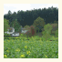China Haus Landgasthof zur Quelle