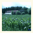 Landgasthof Linden