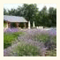 La Villa des Pins