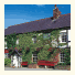 The Golden Pheasant