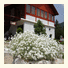 Pension Oreskovic