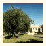 L'Olivar: fotografie