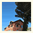 The House of the She-Pine-Tree