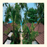 Baan Chaweng Beach Resort & Spa: fotografie