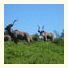 Kudu Ridge Game Lodge