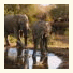 Umlani Bushcamp: fotografie