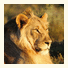 Shamwari Game Reserve