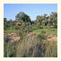 Shindzela Tented Safari Camp